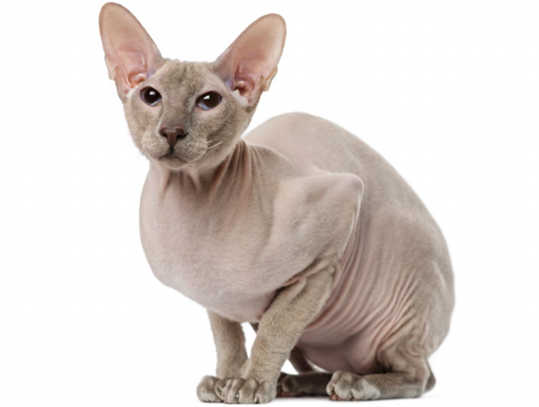 斯芬克斯猫。图片来源：spruce pets