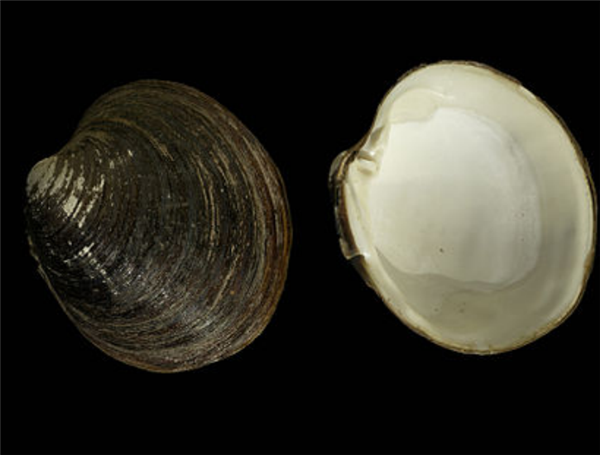 北极蛤。图片来源：维基百科