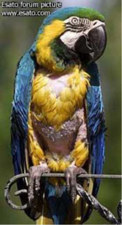 这只骂人的鹦鹉。图片来源：esato