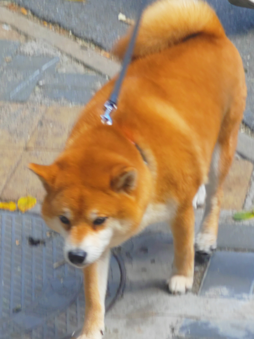 柴犬。图片来源：作者拍摄于北京市朝阳区