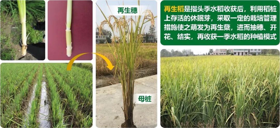 专家观点 | 袁珅:甲烷减排与高产高效协同的再生稻实践_新浪财经_新浪网