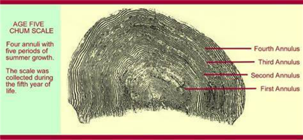 鱼的年轮鳞片岁数。图片来源：oceanecology.ca