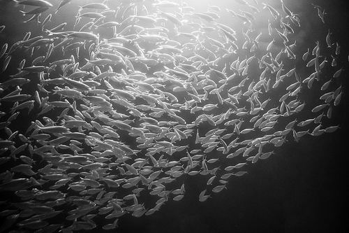 图片来源：PICTURE PARTNERS