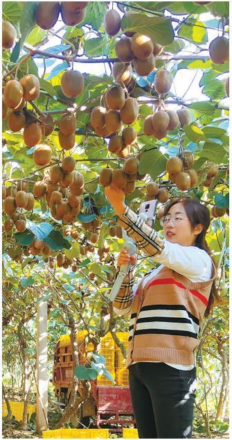 周至县广济镇桑园村猕猴桃园（资料照片）。