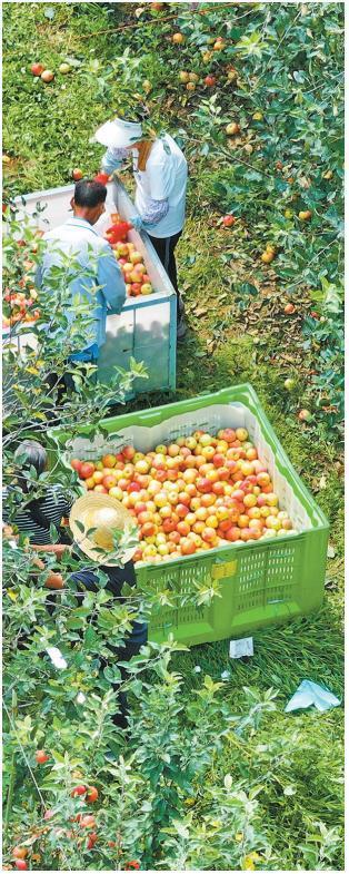 矮砧密植的千阳苹果获得丰收（资料照片）。
