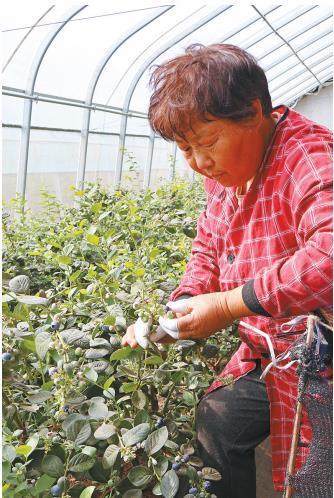 果农在陕西洋县蓝莓实业有限公司的有机蓝莓示范园采摘蓝莓（资料照片）。 记者 张佳仪摄