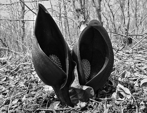 图片来源：Kirsanov Valeriy Vladimirovich