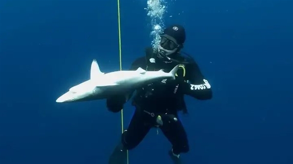 △ 被翻身的鲨鱼可能会这样静止15分钟之久