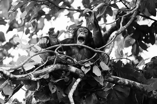 图片来源：Cyril Ruoso/naturepl.com