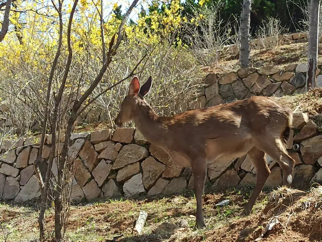图 | 王阿姨经常喂养的梅花鹿