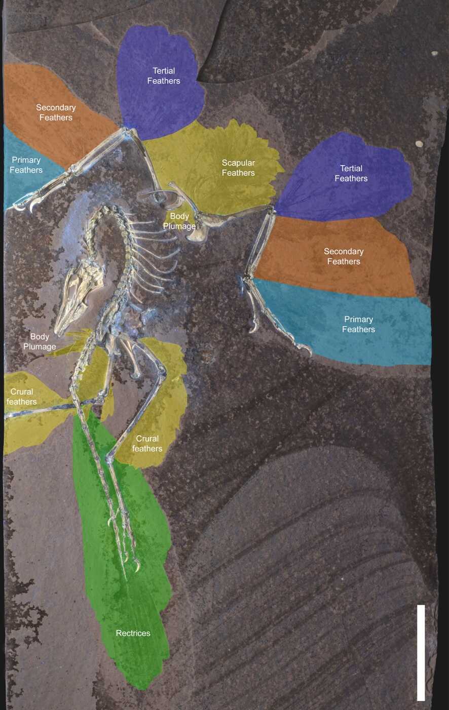芝加哥始祖鸟的羽毛分布图