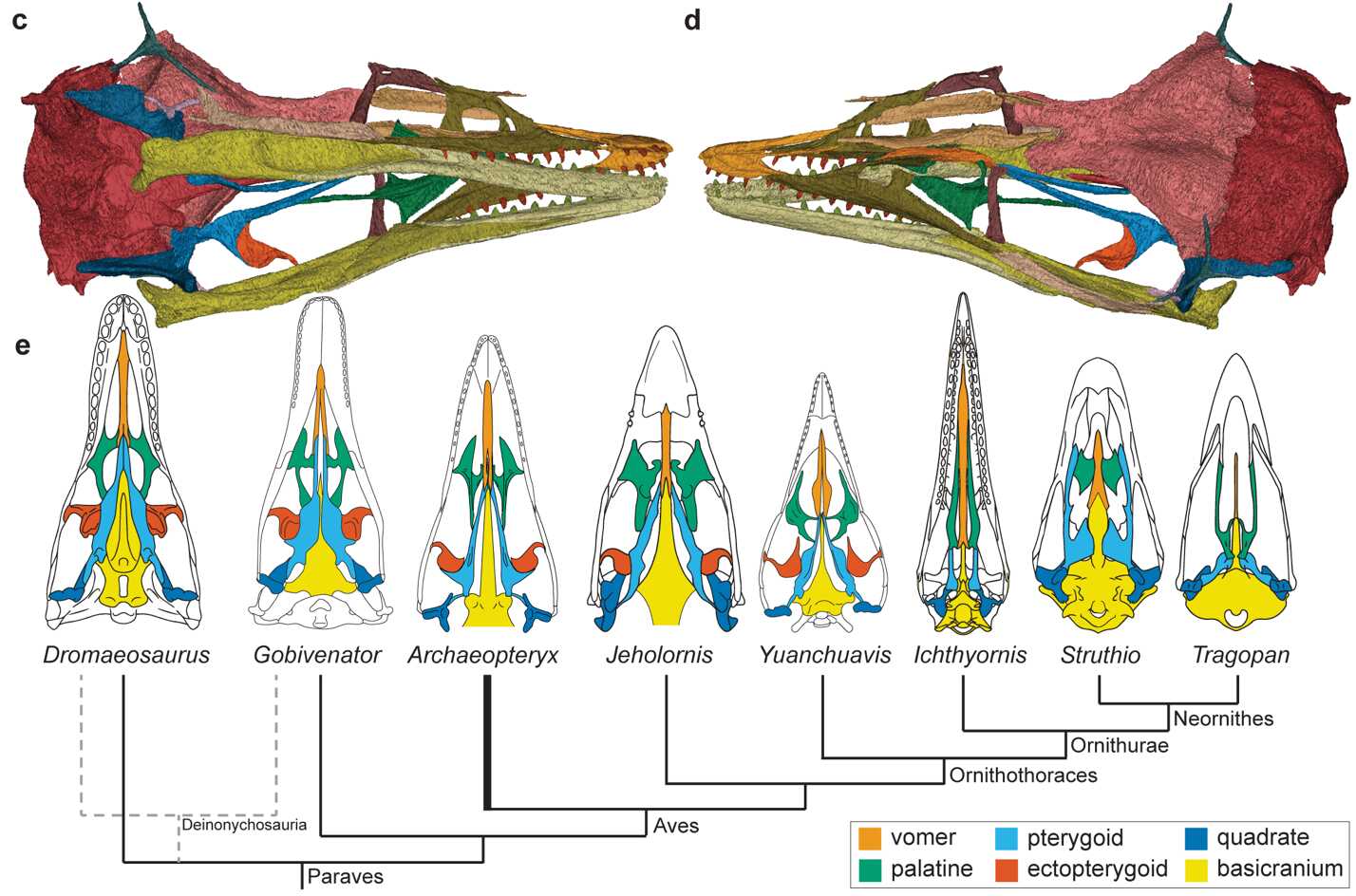 芝加哥始祖鸟的头骨三维模型及副鸟类腭区演化示意图
