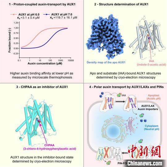 　　AUX1蛋白介导的生长素内向运输机制示意图。(中国科大供图)