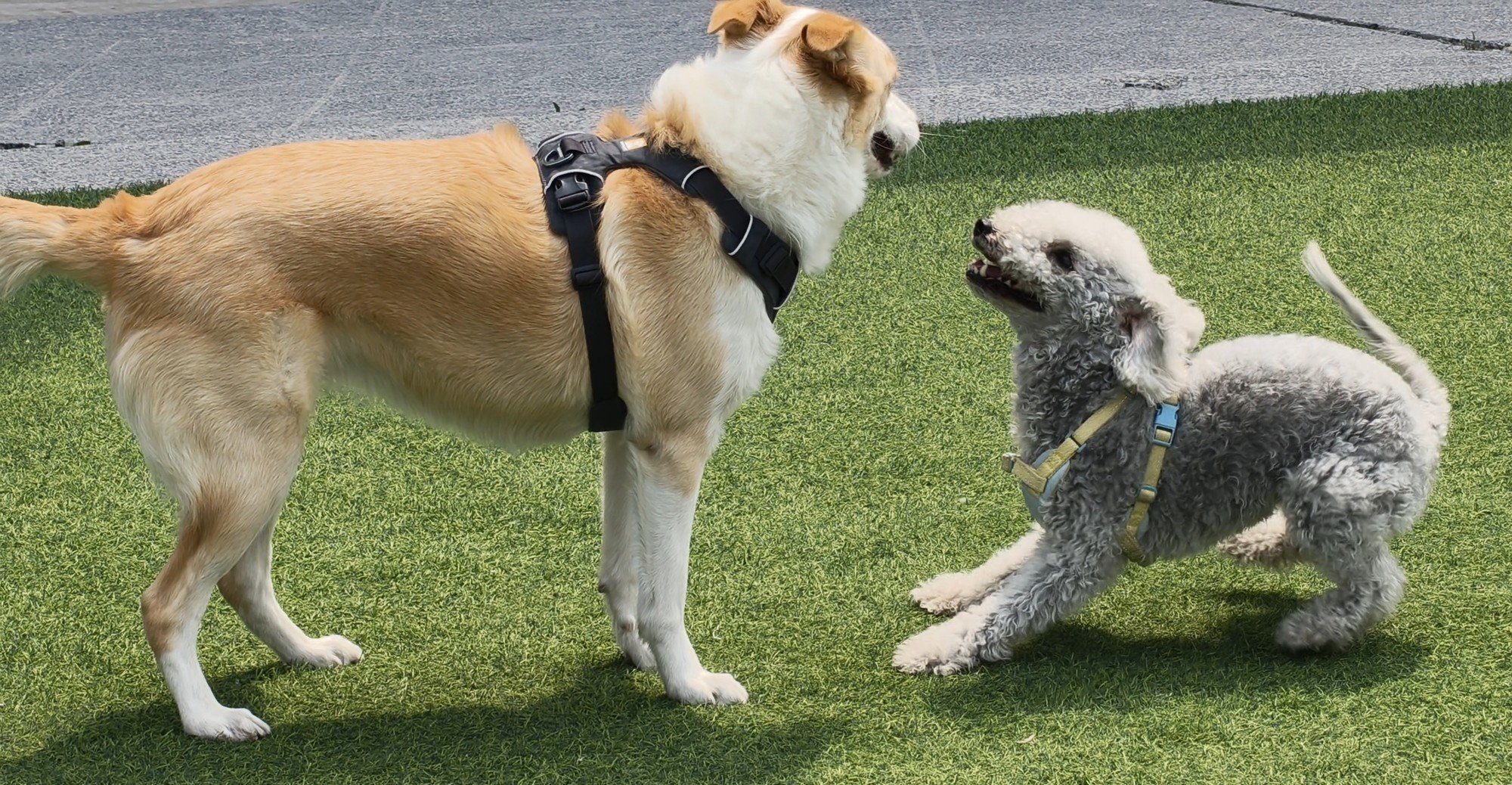 Reno14 Pro 4K视频导出实况照片