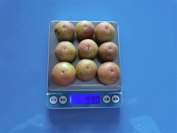 一把油柑约100克。图源：作者拍摄