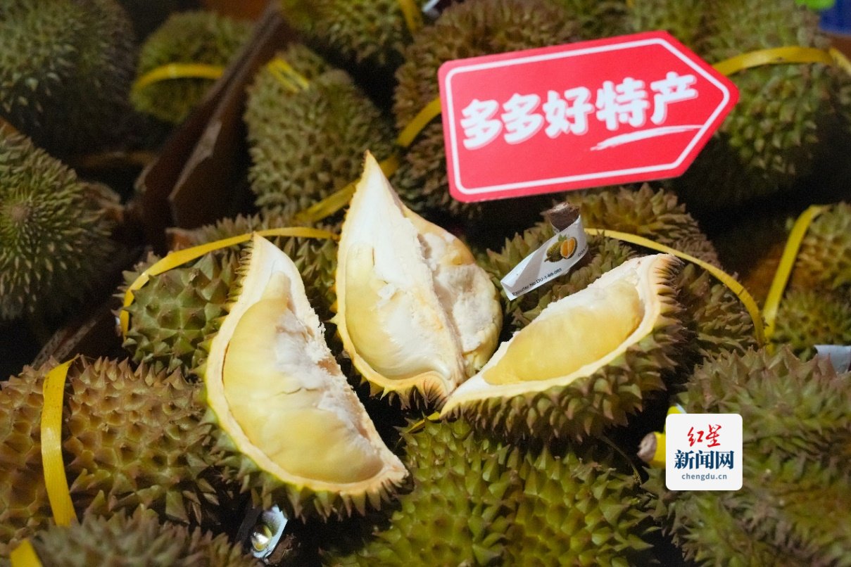 ▲榴莲正值上市期，白钊仓库的榴莲已分拣待发。闵杉 摄