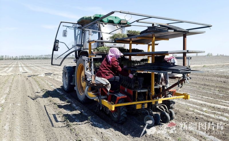4月29日，沙湾市乌兰乌苏镇头浮新村500余亩订单番茄地里，番茄秧苗移栽机正在作业。沙湾市融媒体中心供图
