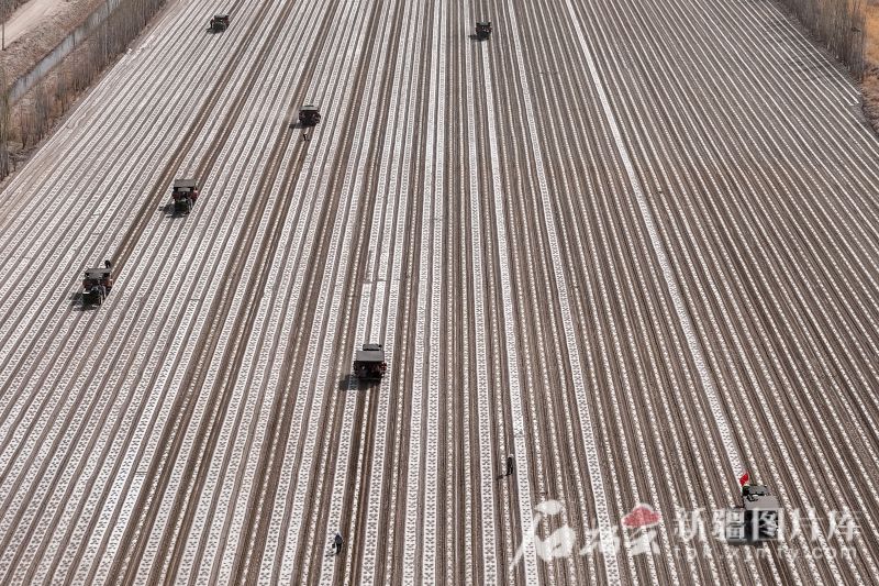 在博湖县塔温觉肯乡克日木哈尔村灵峰家庭农场色素辣椒基地，一台台辣椒自动移栽机来回穿梭，移栽辣椒。博湖县融媒体中心供图