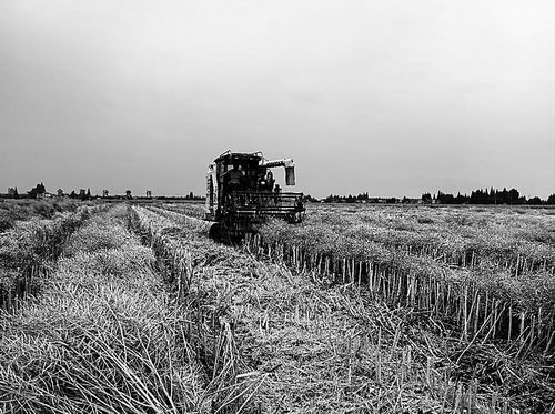 中国农科院油料所供图