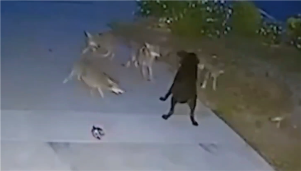 这足以永远玩！美国狗被狼包包围：45分钟的冲突