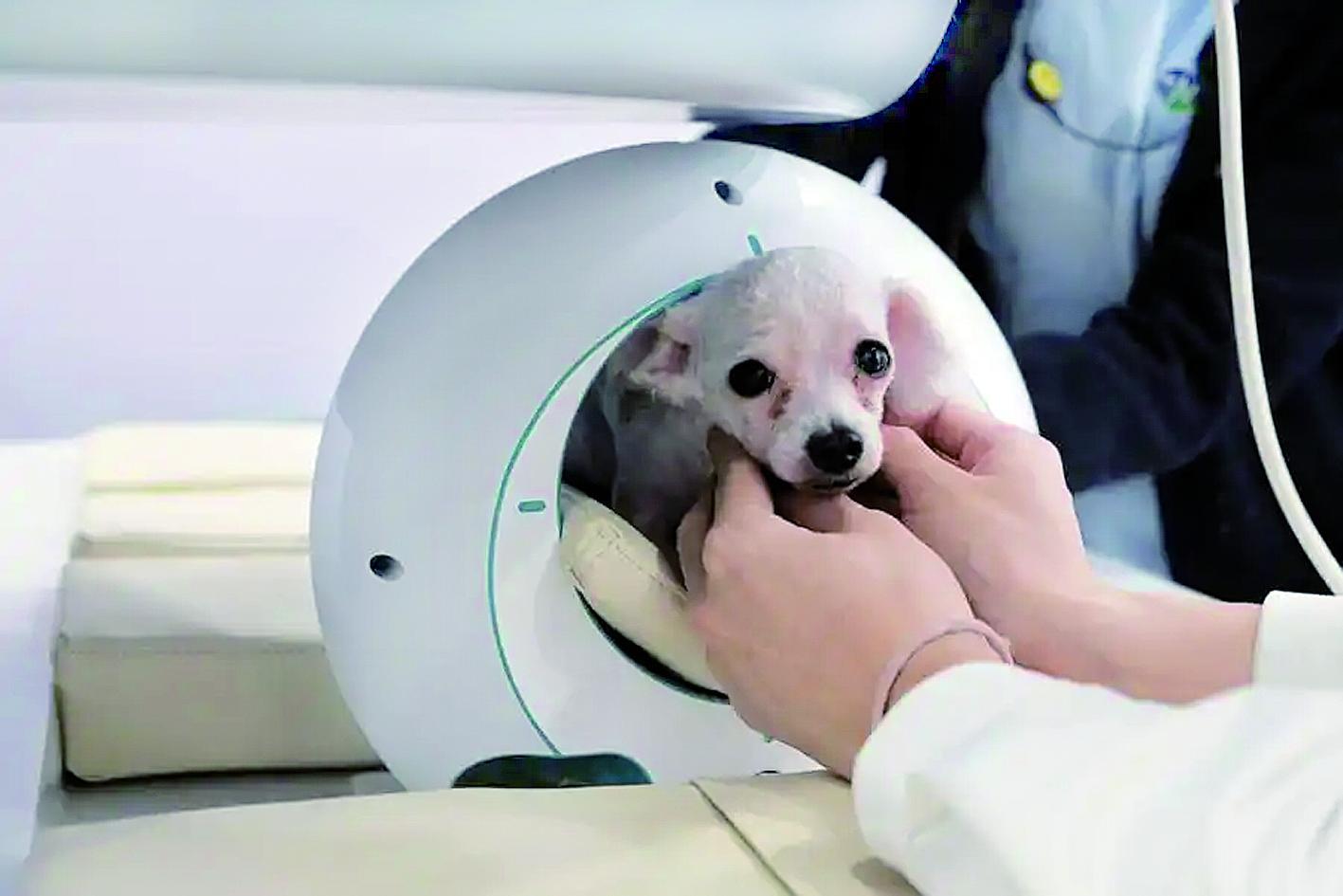 一只小狗在宠物医院进行核磁检查