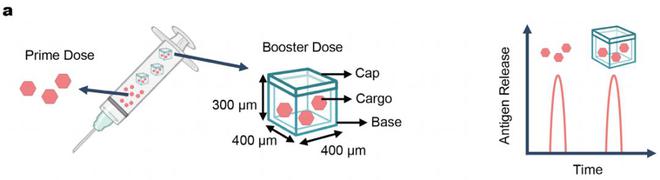 （来源：Advanced Materials）