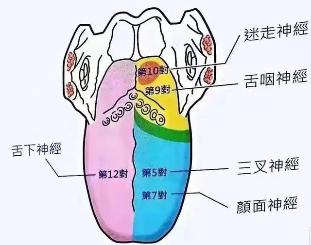 每天动动身上这个部位,有效延缓大脑衰老|疾病_新浪财经_新浪网