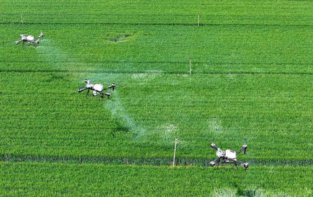 安徽亳州赵桥乡无人农场，农民利用无人机对小麦喷洒防控赤霉病药物。图片来源：视觉中国