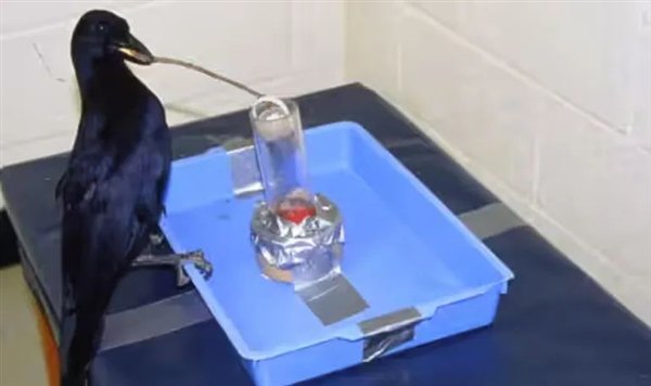 老鹰学会确定交通信号并使用交通规则进行狩猎