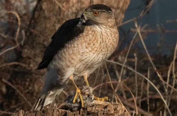库珀鹰，图源：迪涅茨