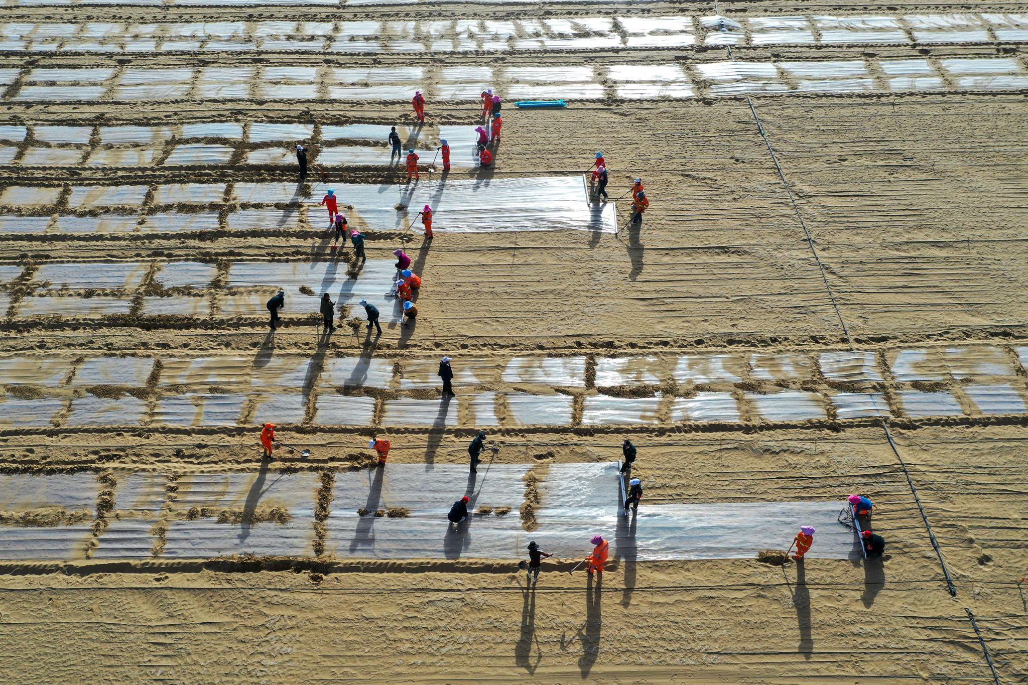 图为在新疆和田地区于田县沙产业实验基地，当地群众在种植薏米。记者　丁磊　摄