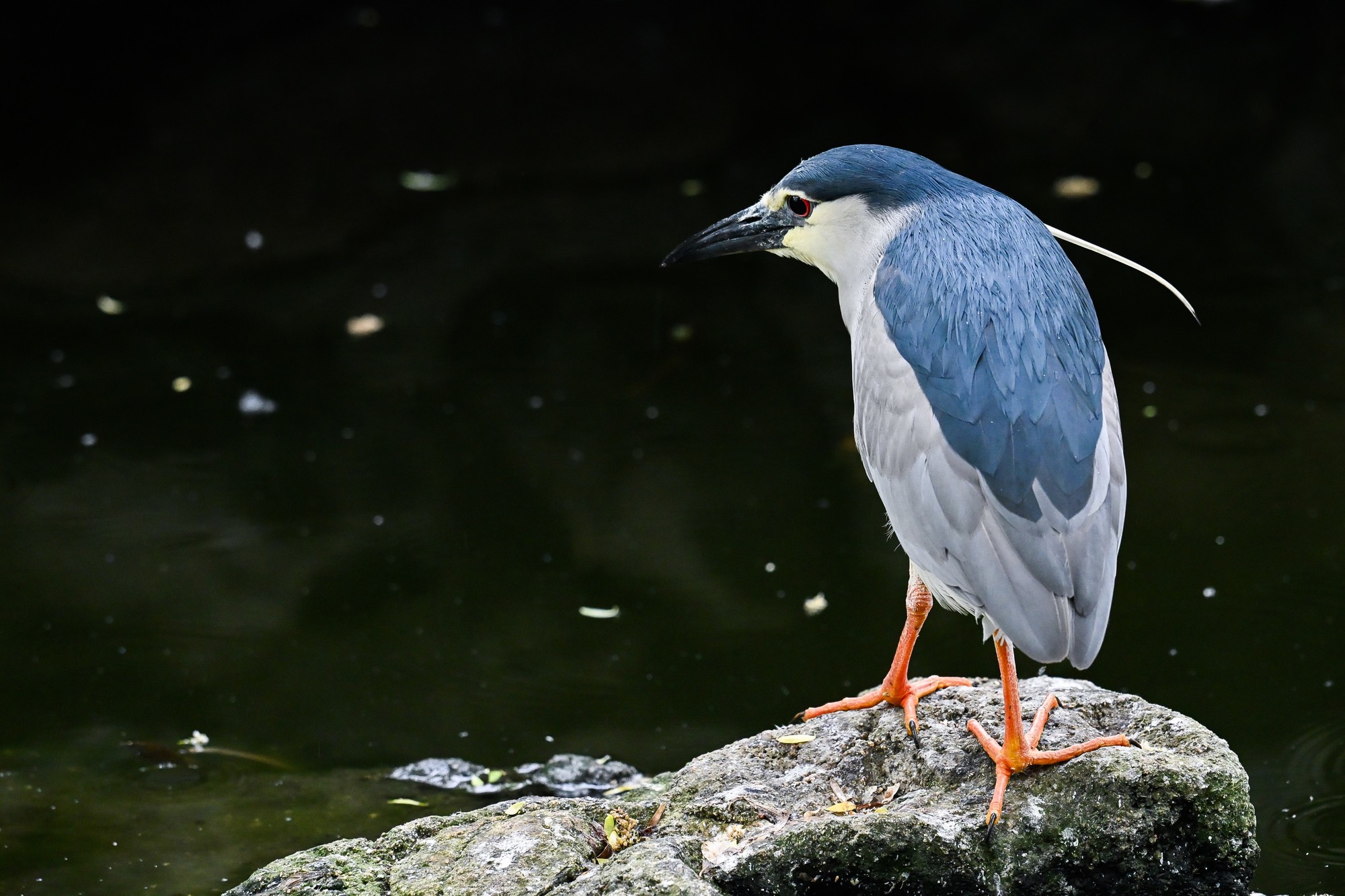 曝光时间：1/200s ISO感光度：6400 焦段：440mm 光圈：f/8.0