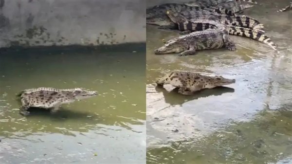 △ 另一只基因突变导致的无尾鳄鱼