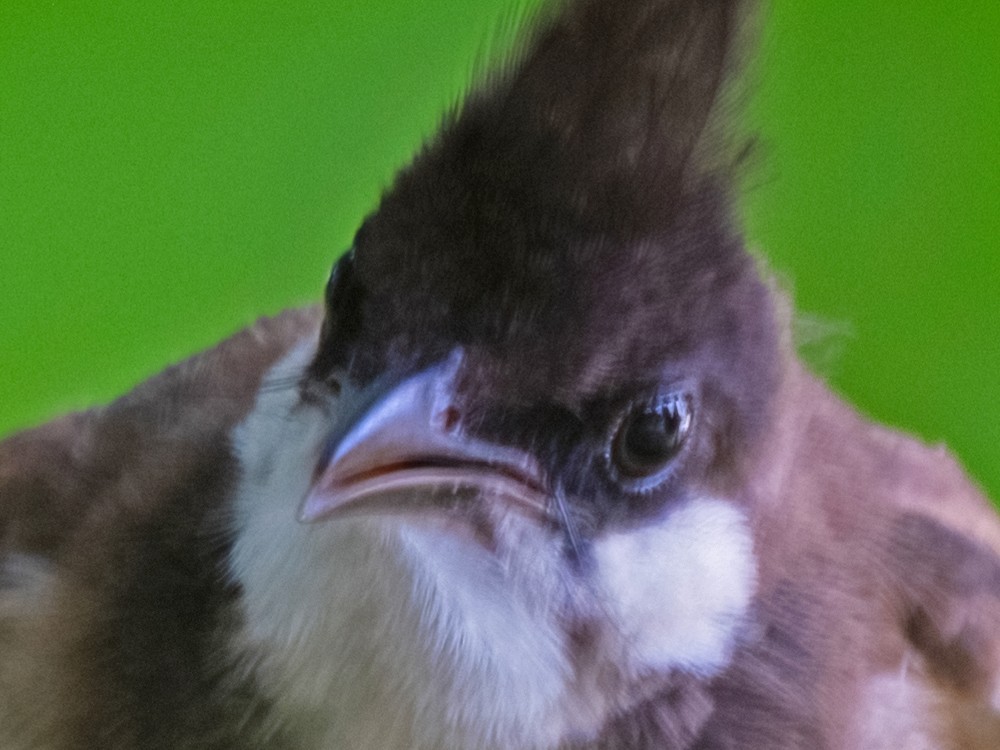 未开防抖100%放大照片