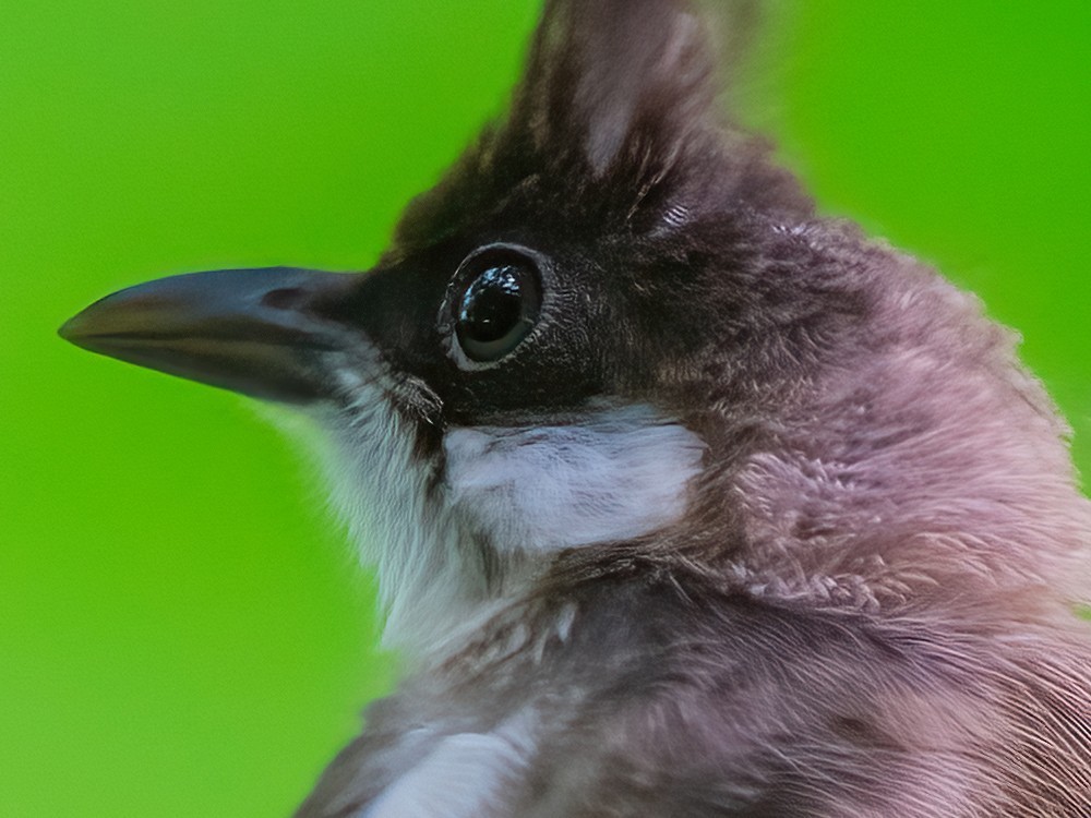 开启防抖100%放大照片
