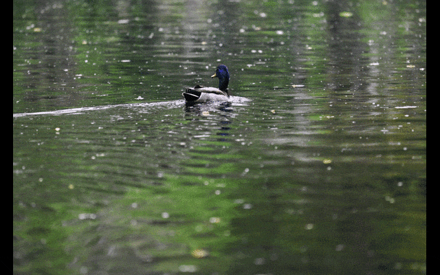 使用尼康Z5II连拍照片制作GIF