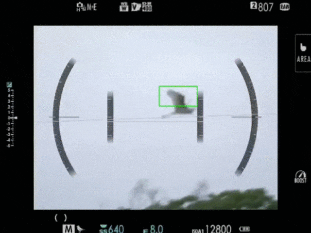 富士GFX100 II鸟类识别对焦