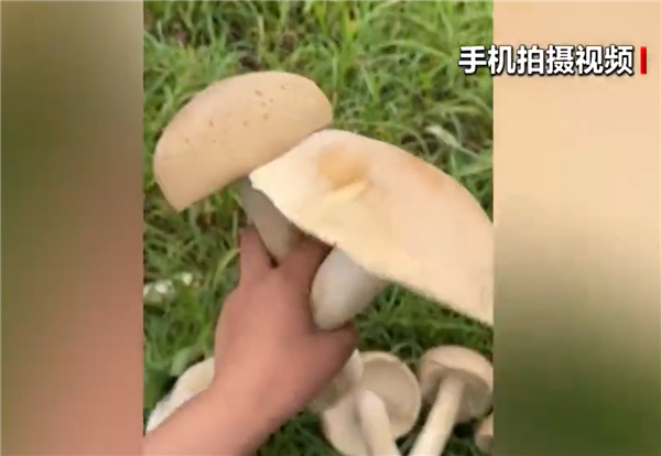 在广州发现的巨型真菌需要抬起四个人。医生：