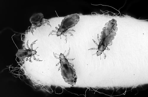 图片来源：TOMASZ KLEJDYSZ/SHUTTERSTOCK