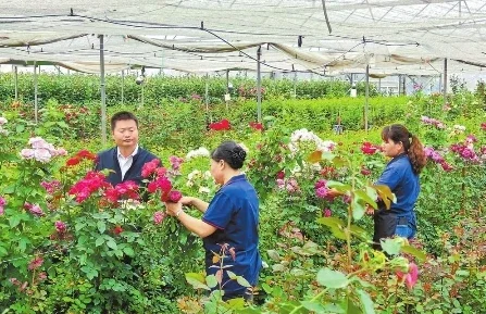 锦海农业公司负责人指导花卉养护。 记者 段晓瑞 摄