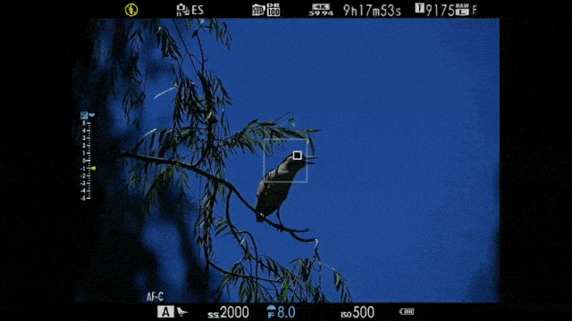 富士X-H2S鸟类识别对焦界面