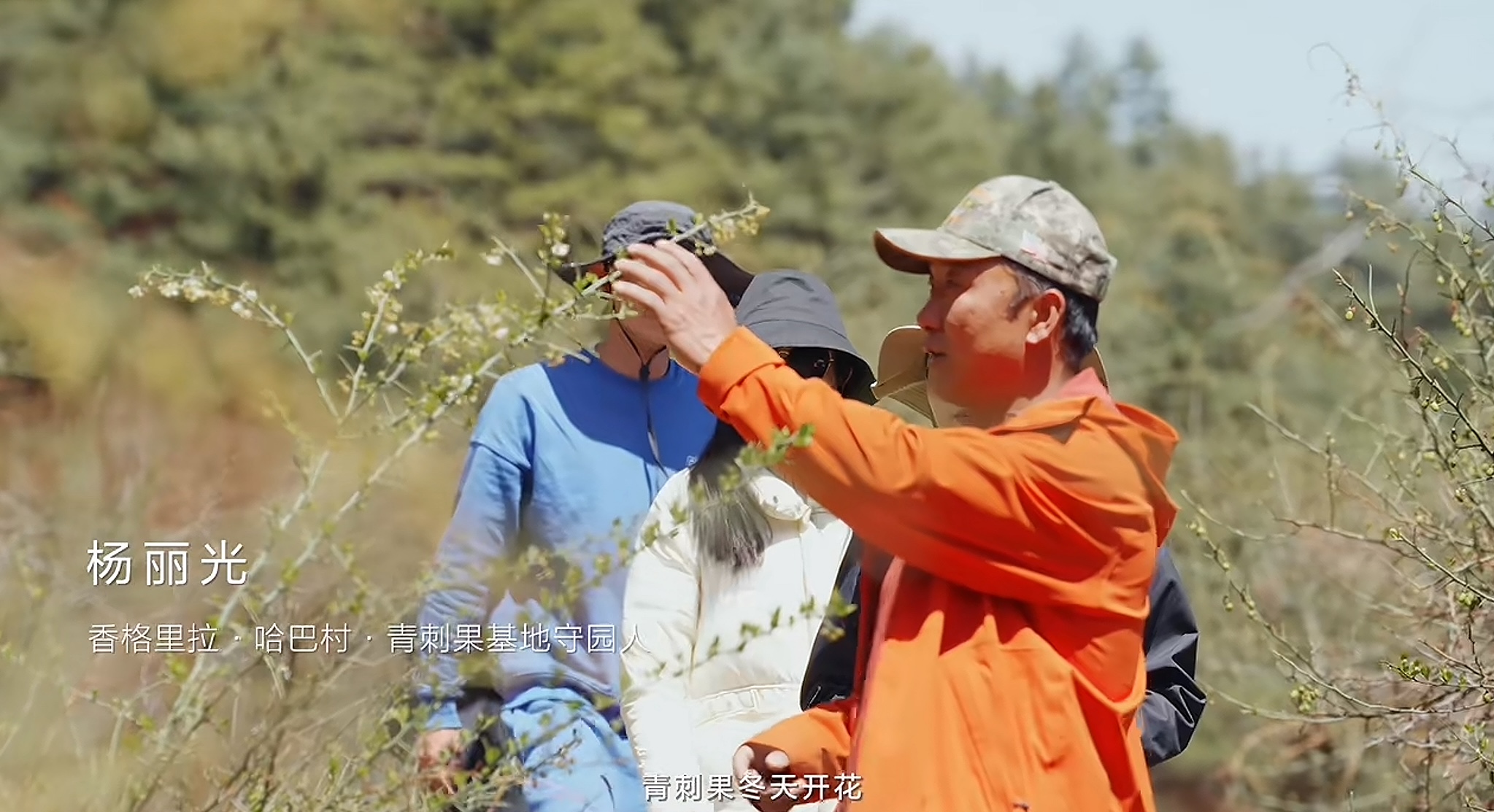 薇诺娜哈巴雪山溯源