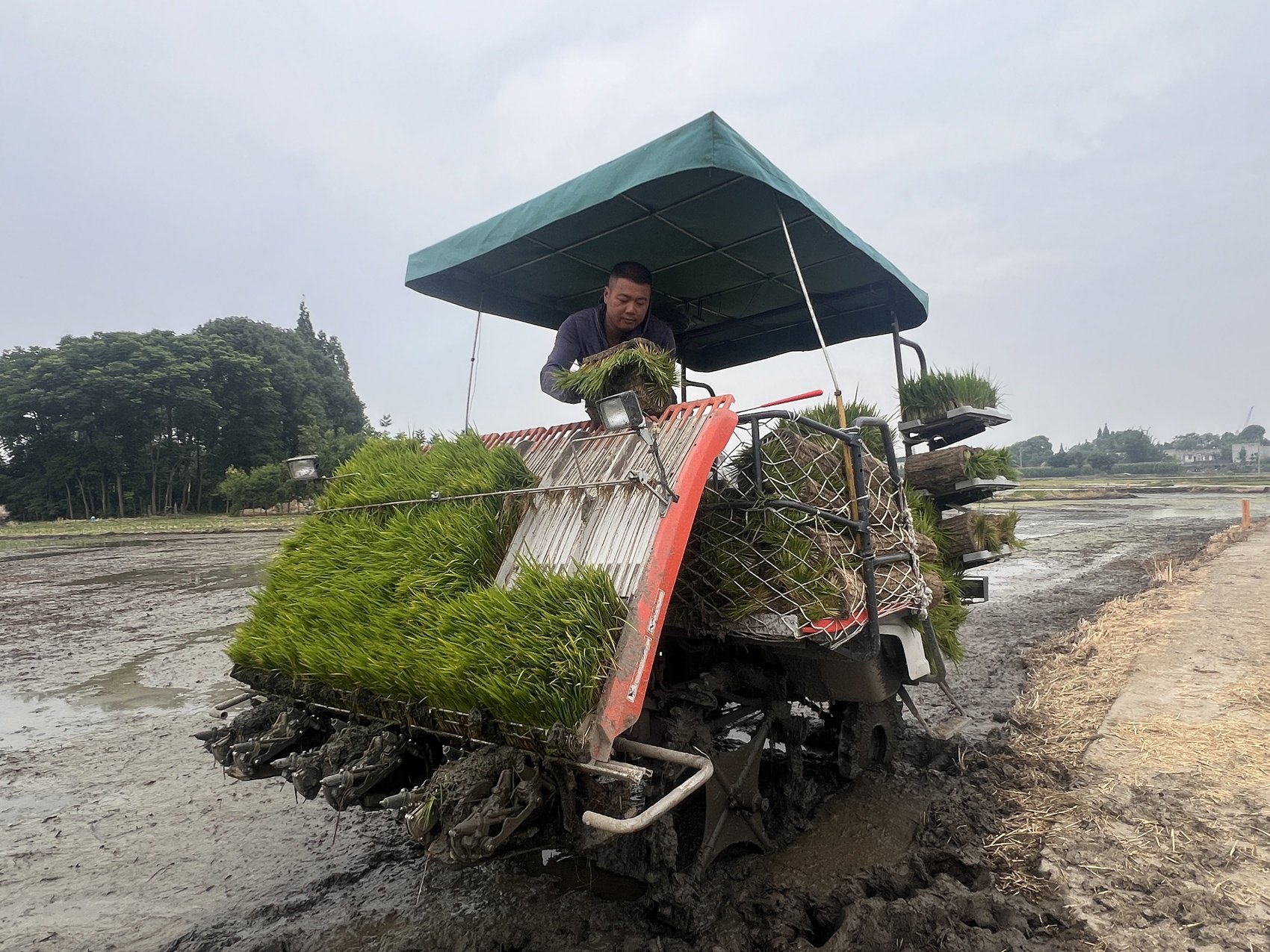 熊志强为插秧机上苗.陈丽霏 摄