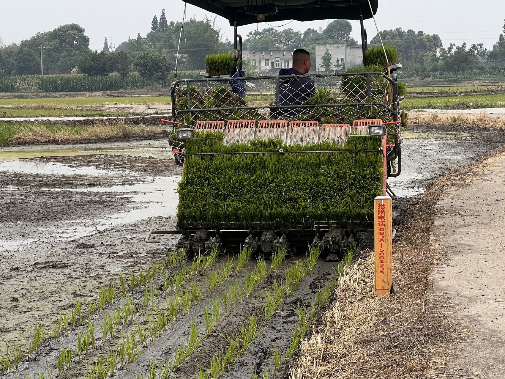 插秧机作业.陈丽霏 摄