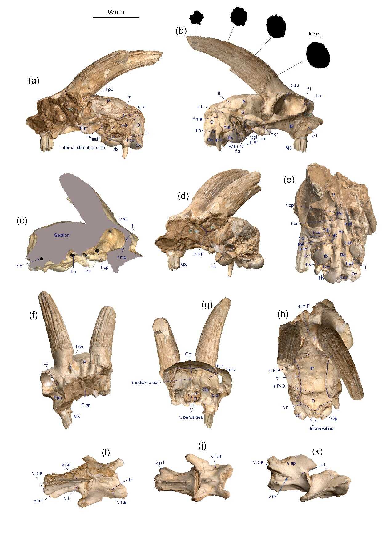 图1，青海同德发现的“泥河羚羊"头骨