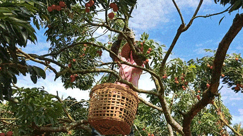 　　△荔枝界流传着一句话：“中国荔枝看广东，广东荔枝看茂名，茂名荔枝看高州。”