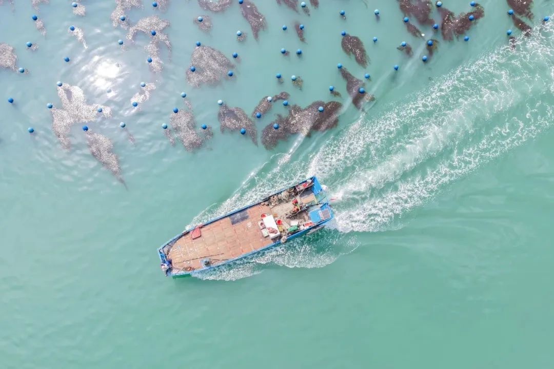 2025年5月31日，福建省福州市连江县筱埕镇海洋牧场，养殖工人驾船进行海上养殖作业。谢贵明 摄