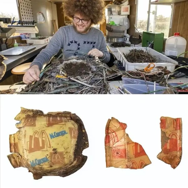 △ 房龄30年的白骨顶鸡巢穴