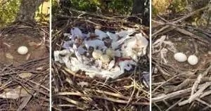 △ 巢穴：左3岁、中11岁、右22岁