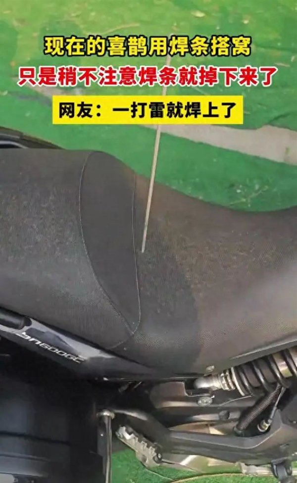 喜pies用焊杆筑巢：使树下的汽车痛苦